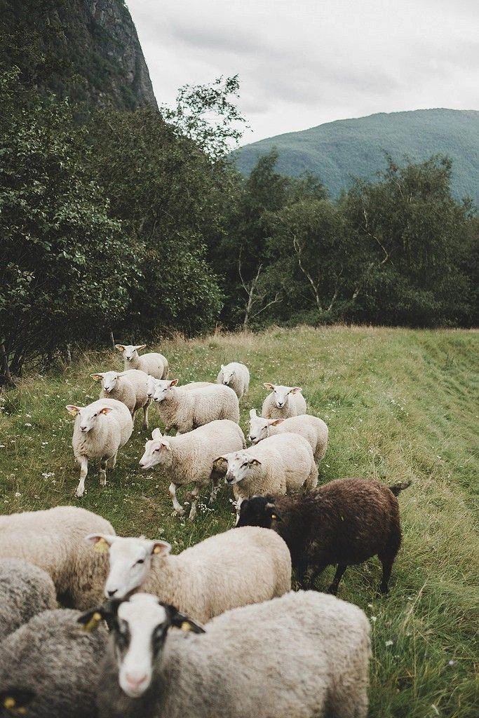 Sheep in a green valley